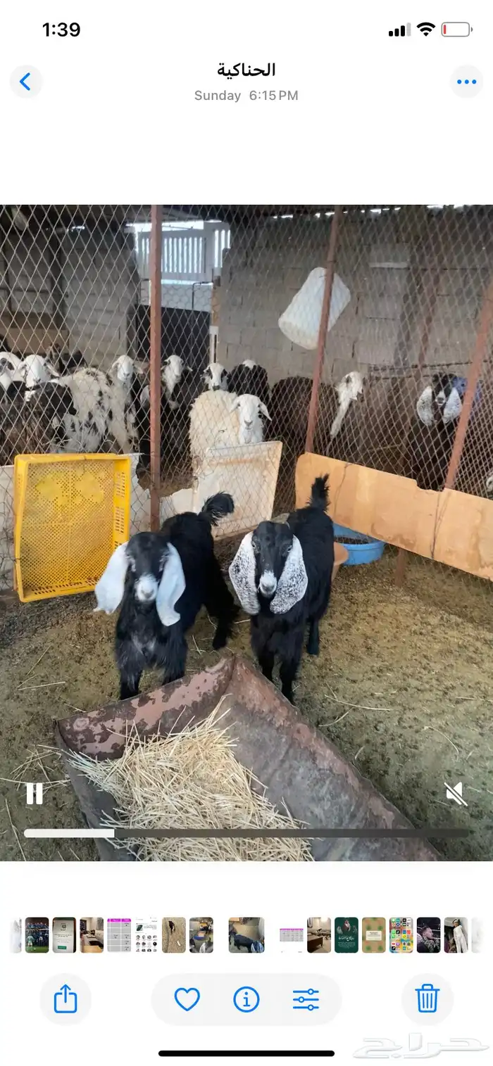 جفرات 3