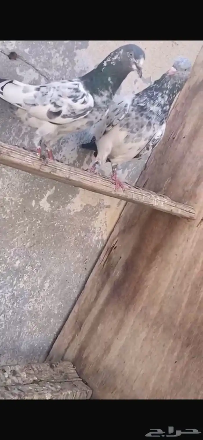 للبيع حمام باكستاني جوزين 0