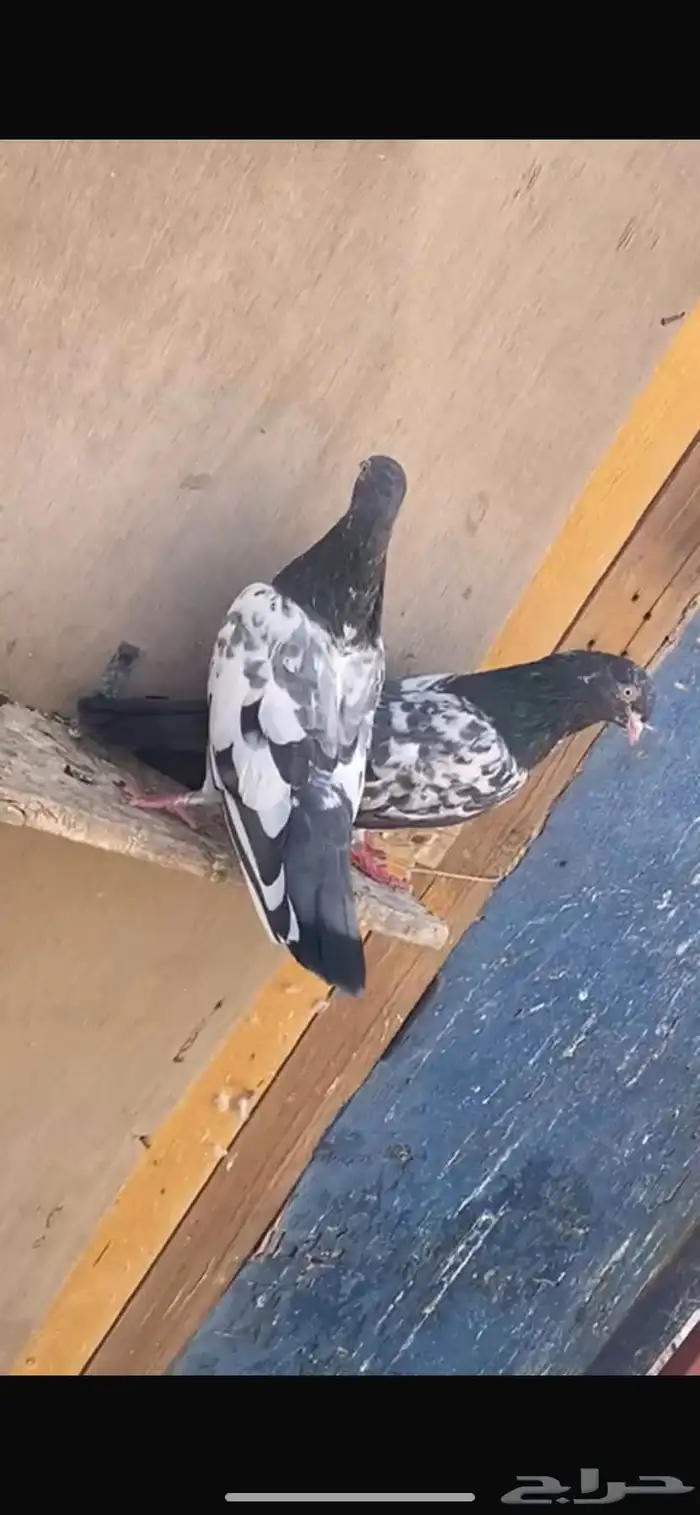 للبيع حمام باكستاني جوزين 1