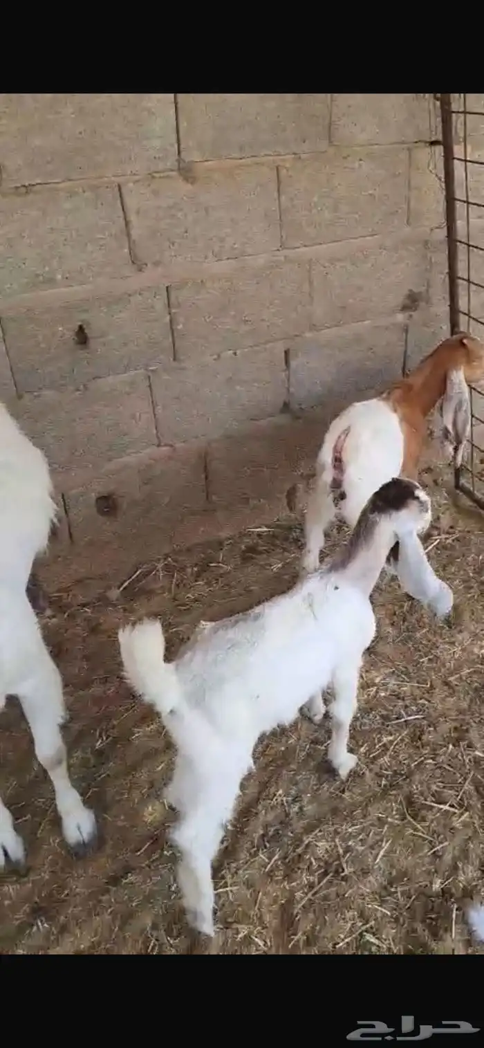 عنز بيضاء معها اثنين تيس وجفره تم البيع 2