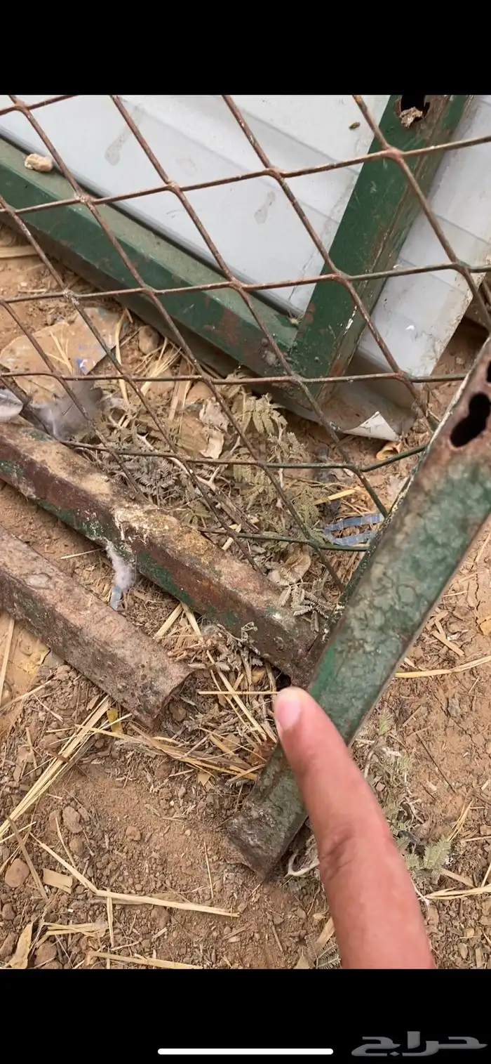 عشش طيور للبيع 0