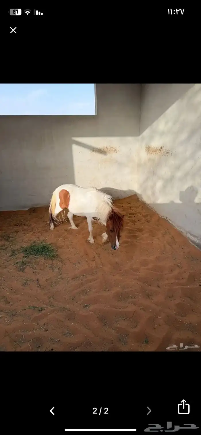فحل سيسي 1