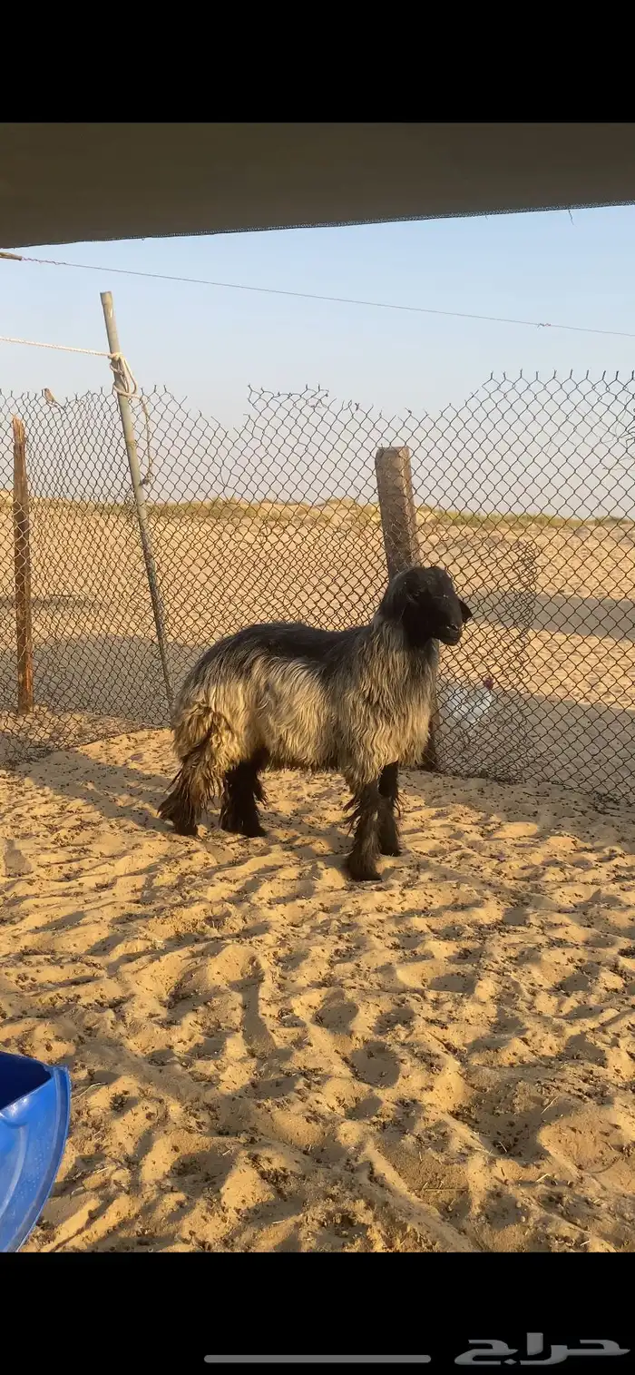خروف عربي اشهب طيب 0