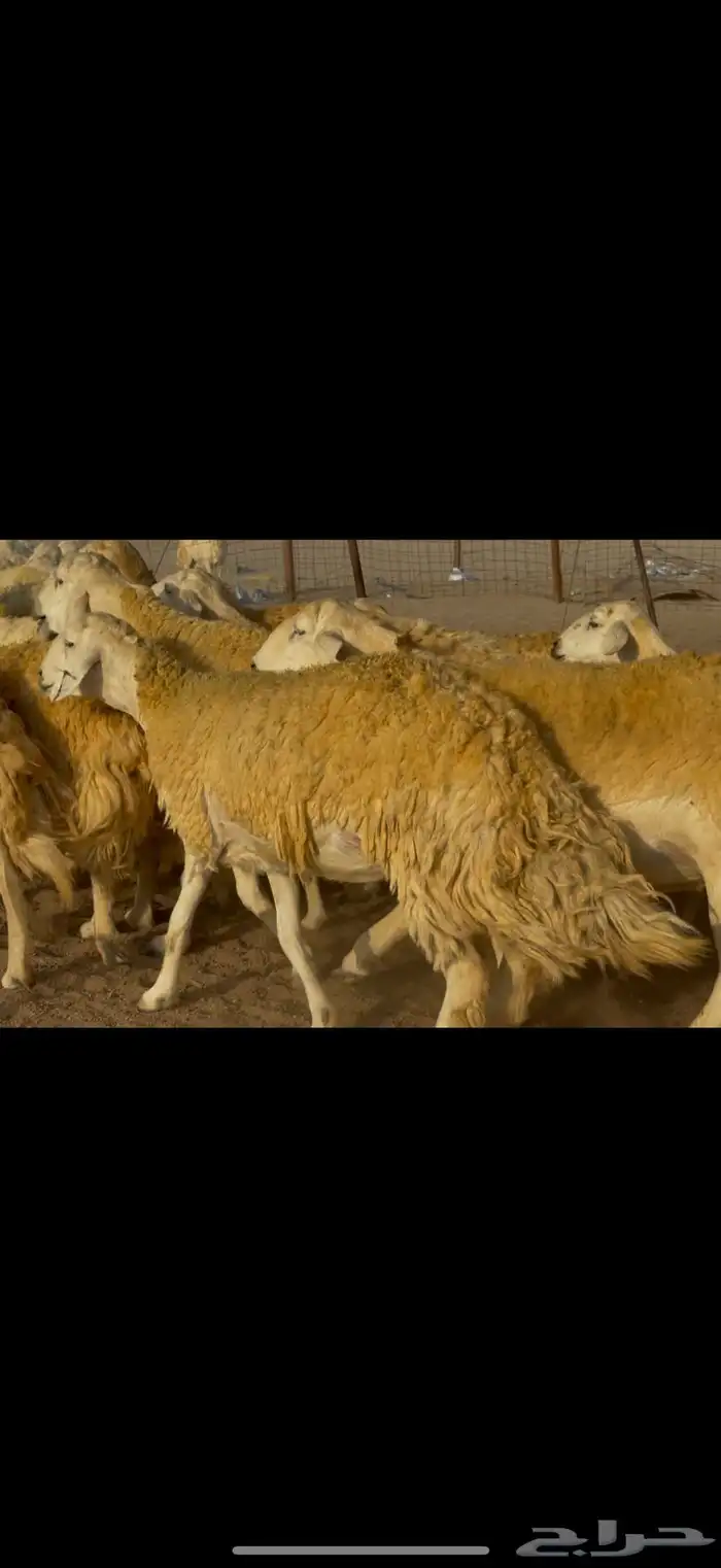 سلام عليكم 8