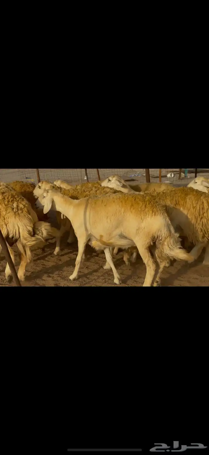 سلام عليكم 12