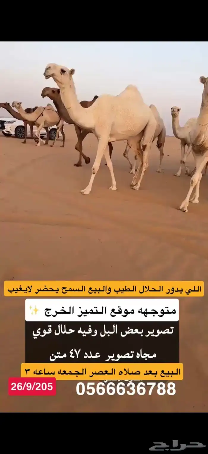 ابل جمله للبيع موقع التميز الخرج عدد 47 متن 0