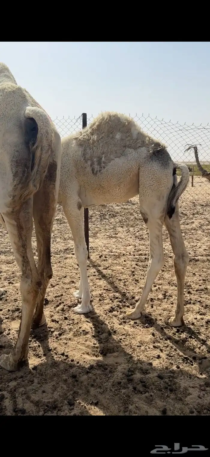 قعود على حليب امه سمين 0