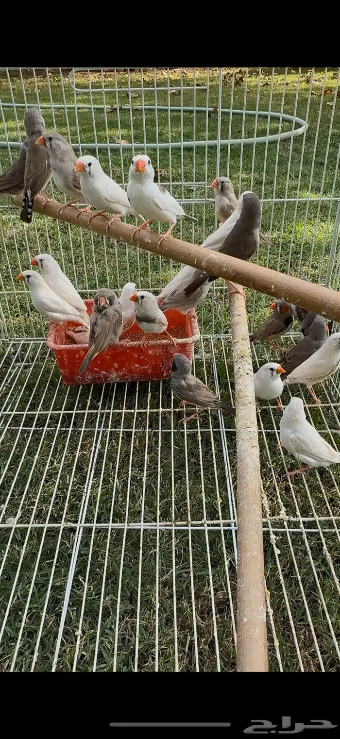 للبيع زيبرا منتج 0