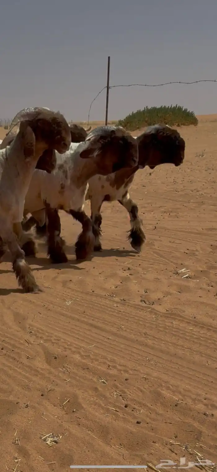 مشاريع فحول نعيم صنف فاخر ( ) 0