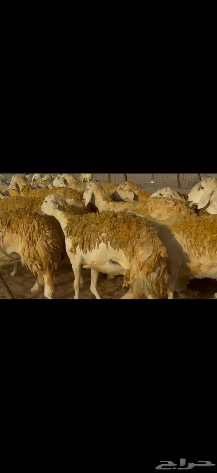 سلام عليكم 9