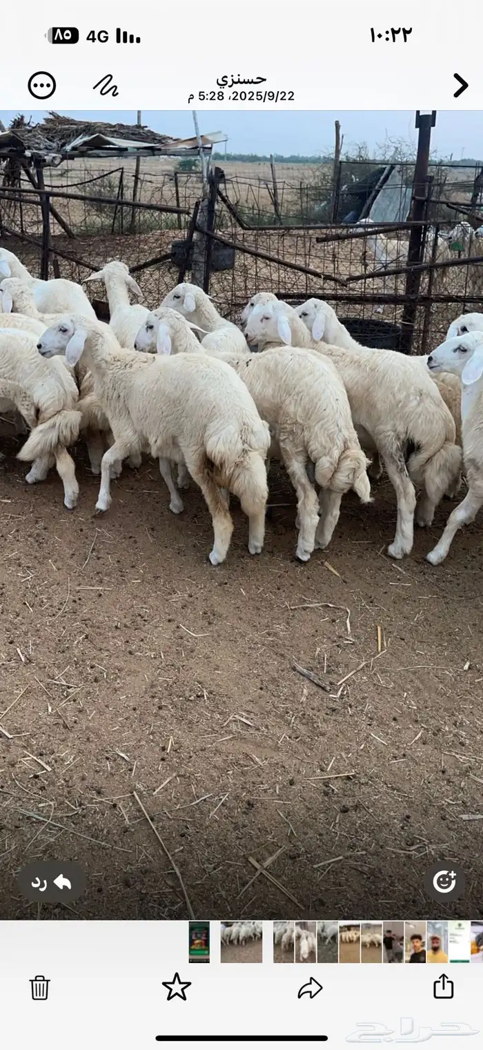طليان ورخال حرية 0