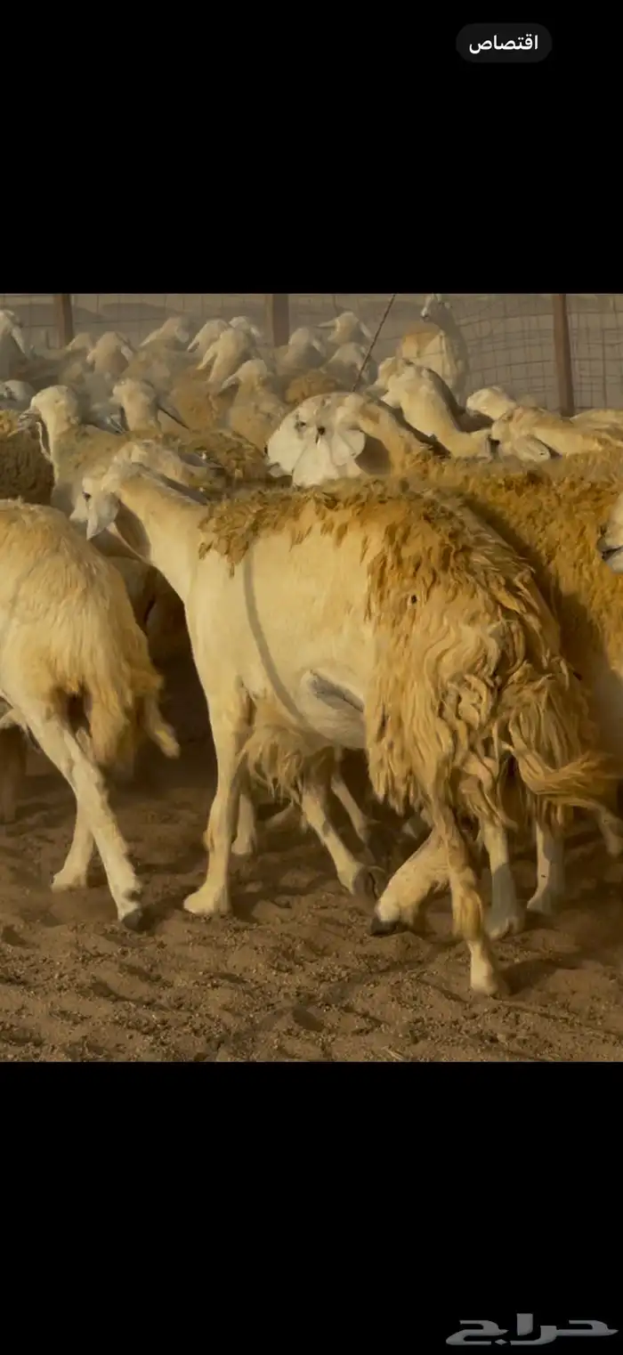 سلام عليكم 5