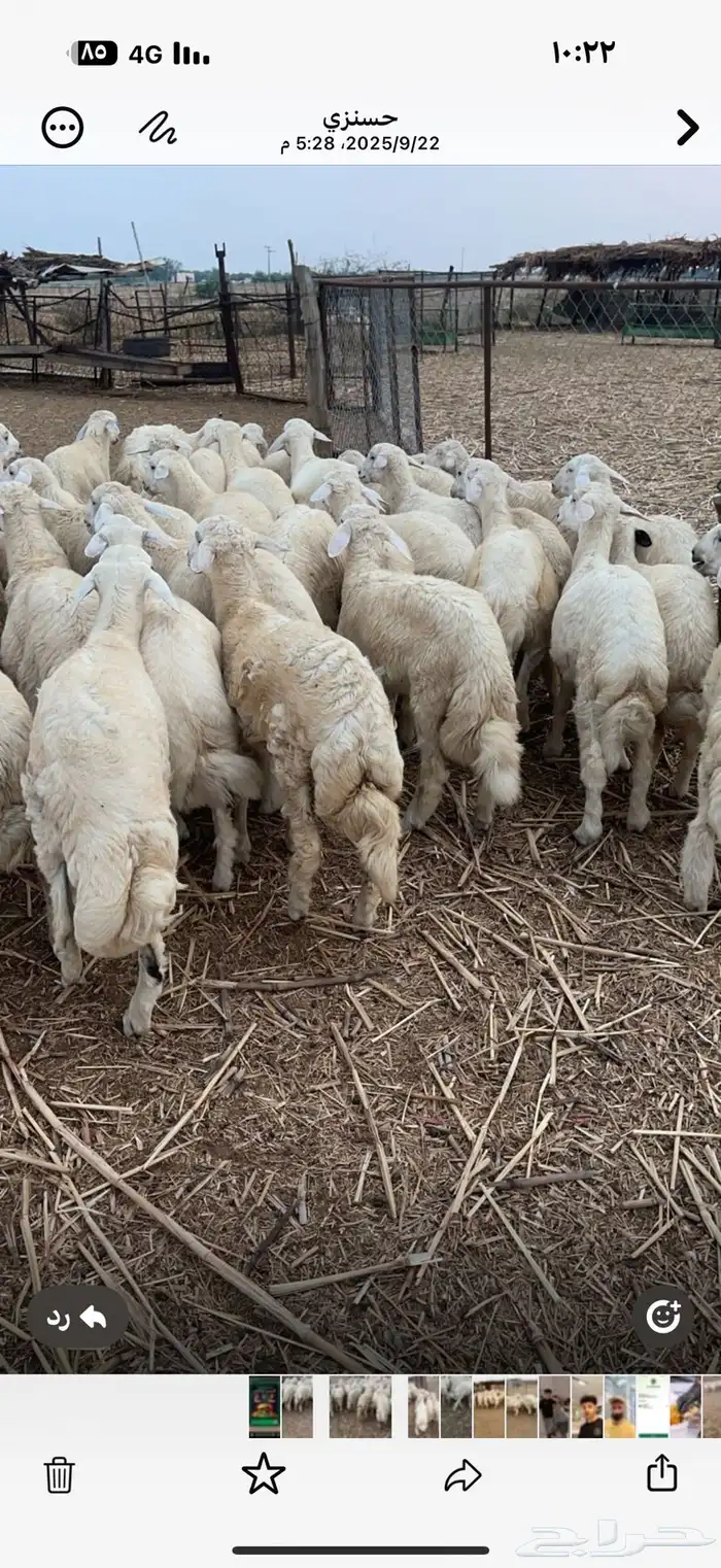 طليان ورخال حرية 1
