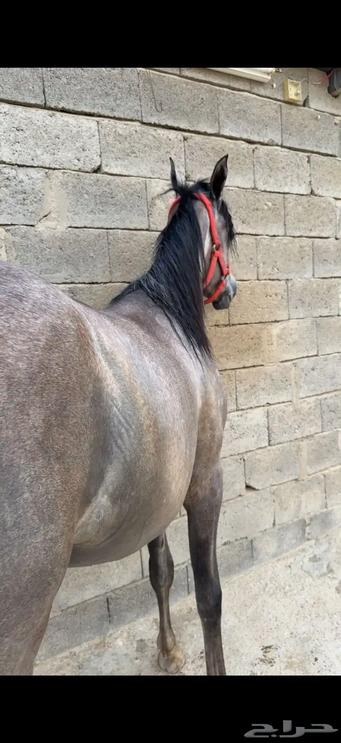 مهره شعبي فاخره جدا 1