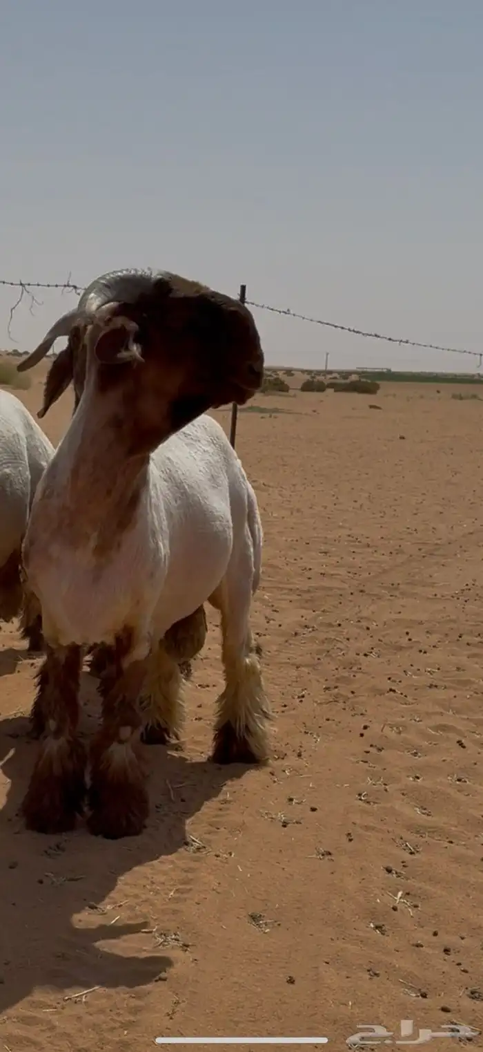 مشاريع فحول نعيم صنف فاخر ( ) 1
