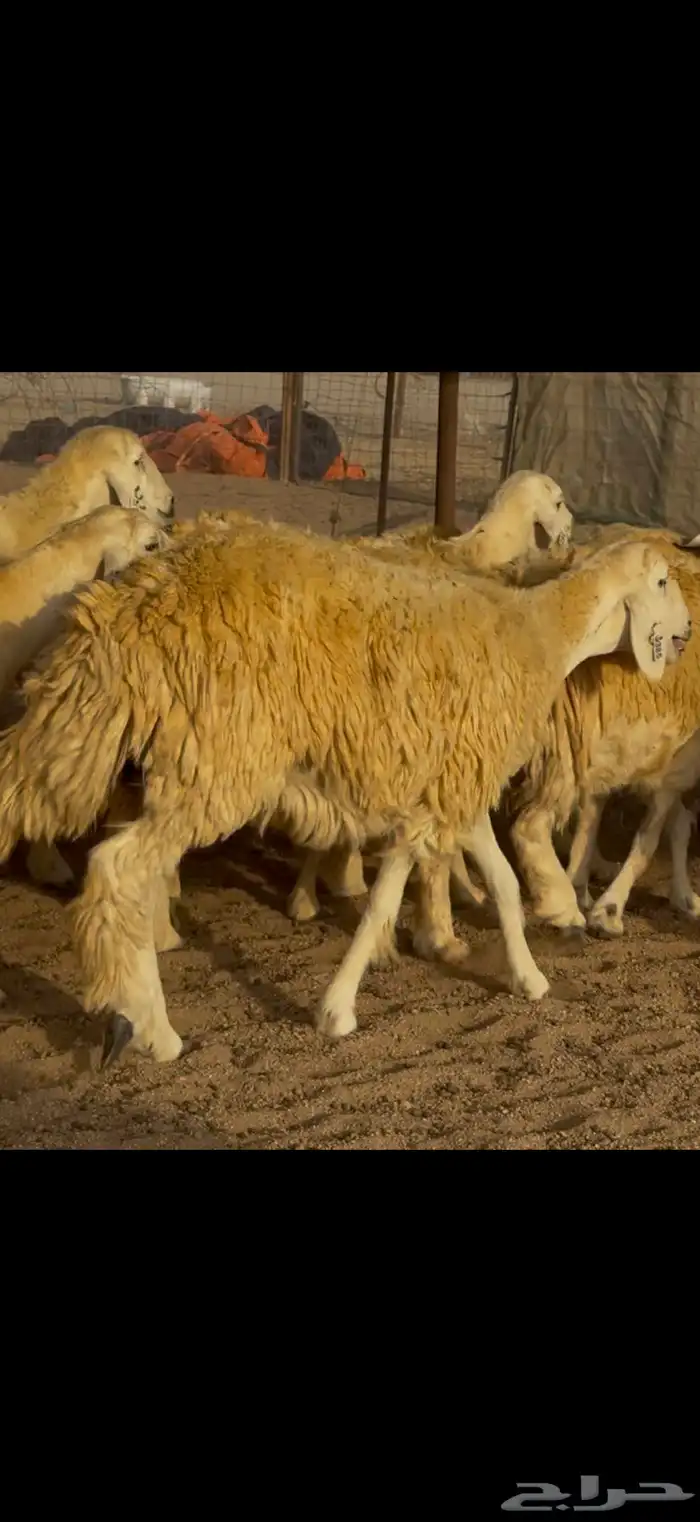 سلام عليكم 10