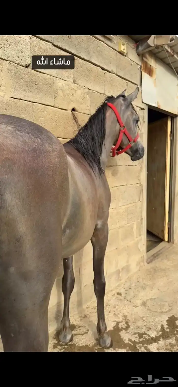 مهره شعبي فاخره جدا 0