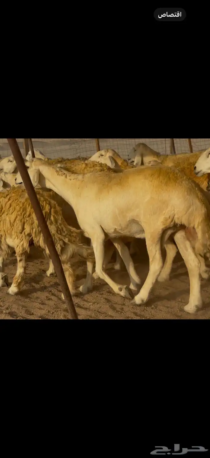 سلام عليكم 14