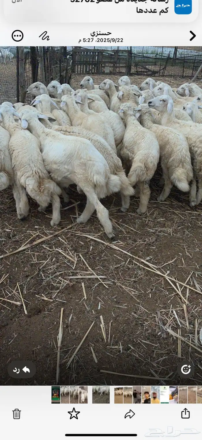 طليان ورخال حرية 2