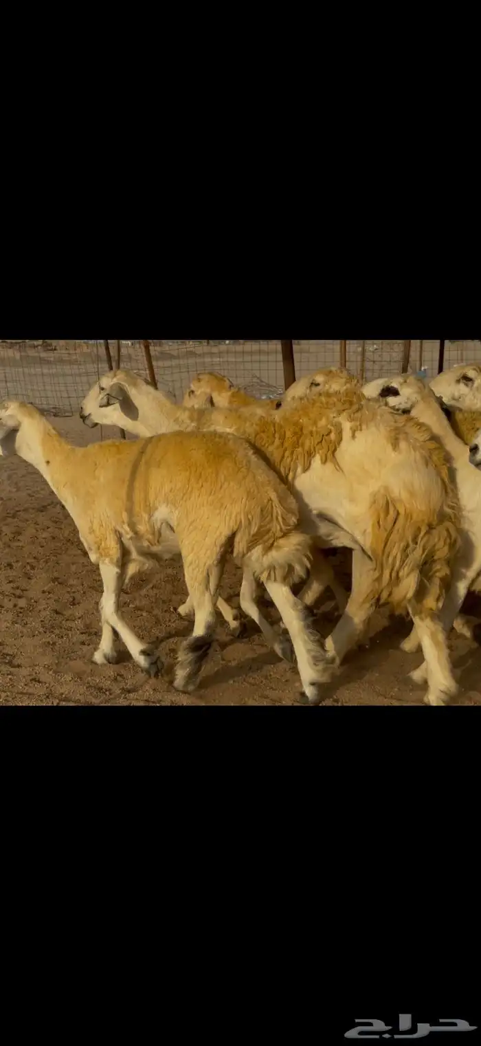 سلام عليكم 13