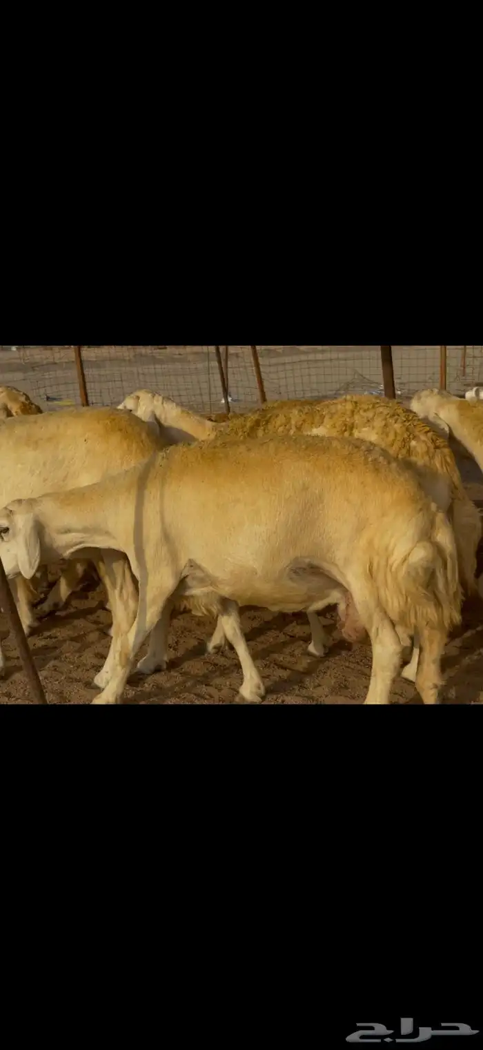 سلام عليكم 0