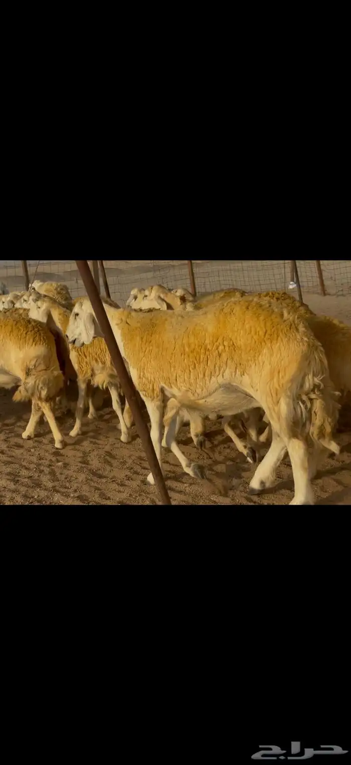 سلام عليكم 15