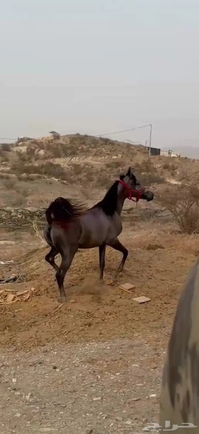 مهره شعبي فاخره جدا 2