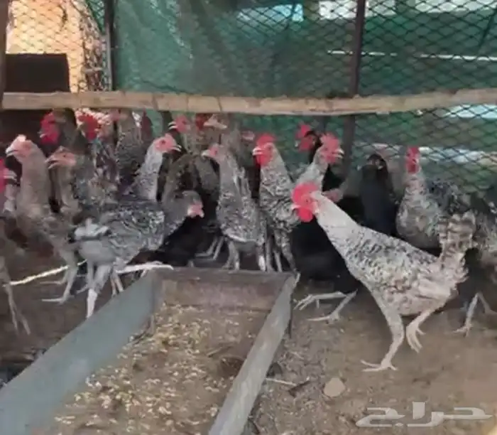 ديكه 0