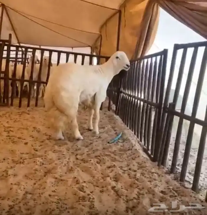 فحل مشروط فاخر نادر حرش العمر 7 شهور 0