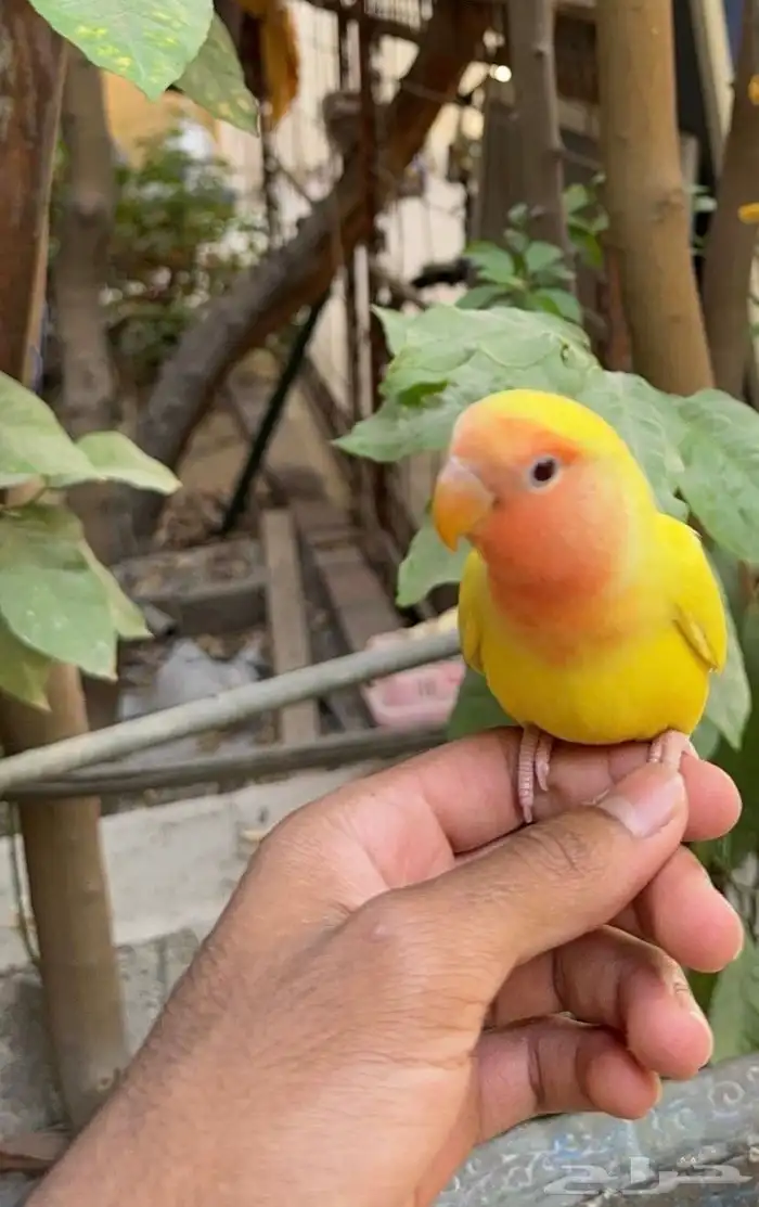 للبيع ذكر روز اليف 0