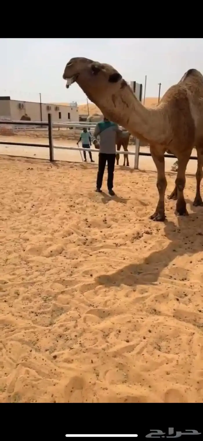 للبيع البعير الكفو العوني 2