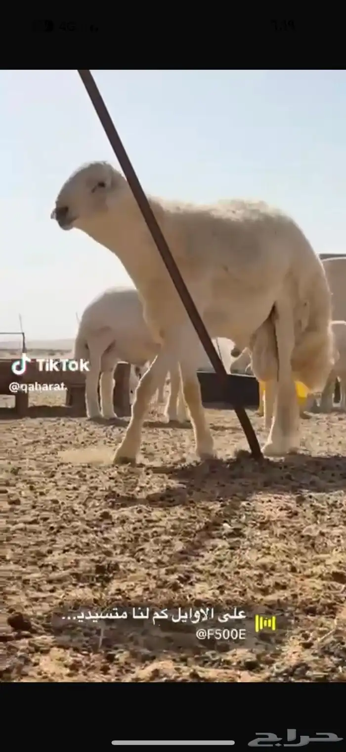 مشروع فحل صنف الصنف من مراح قوي 1