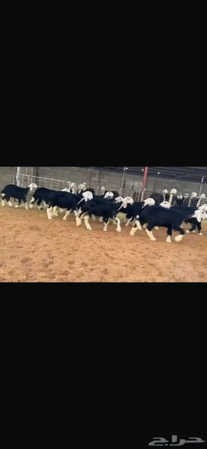 عرض بيع رخال جذعات 4