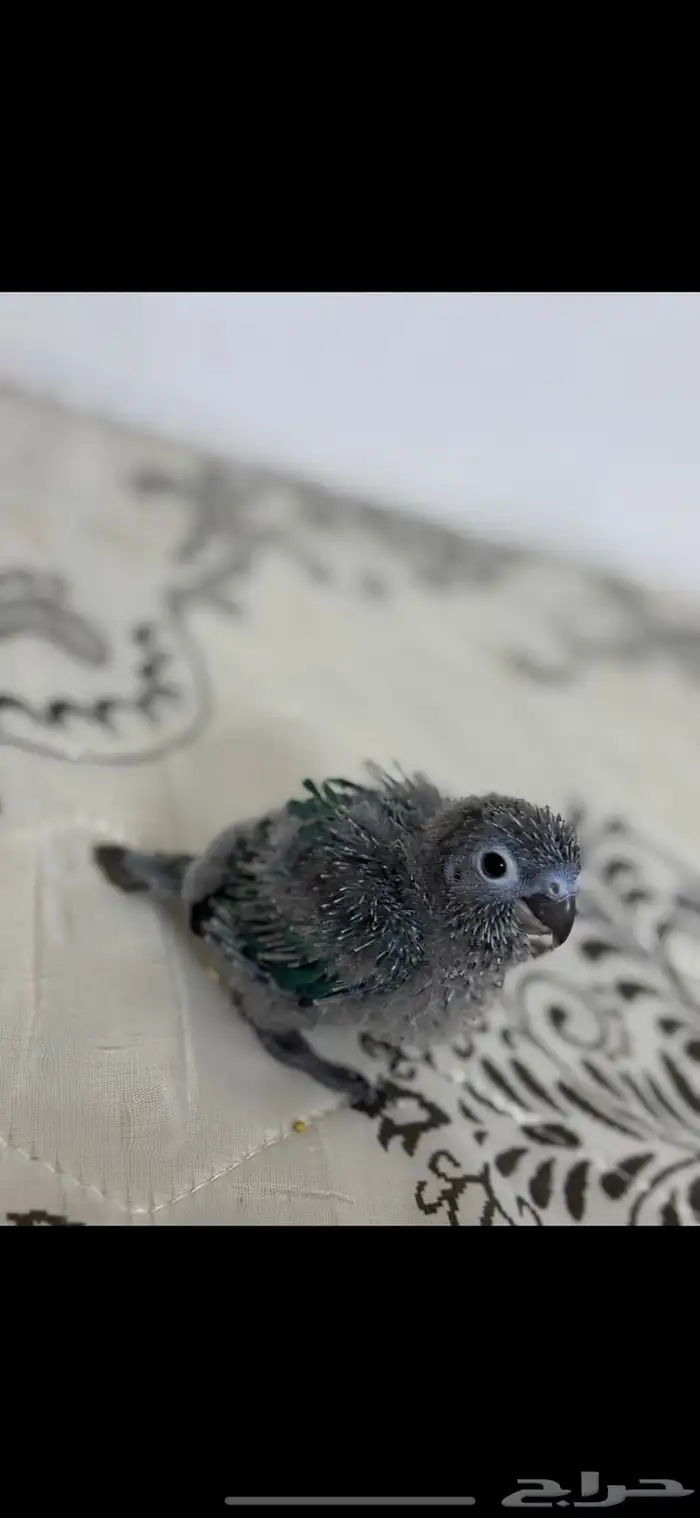 فرخ كنيور بلو شيك تم البيع الله يبارك الشاري 8