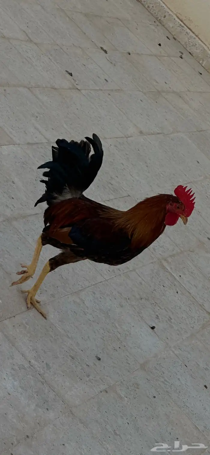 ااا 1