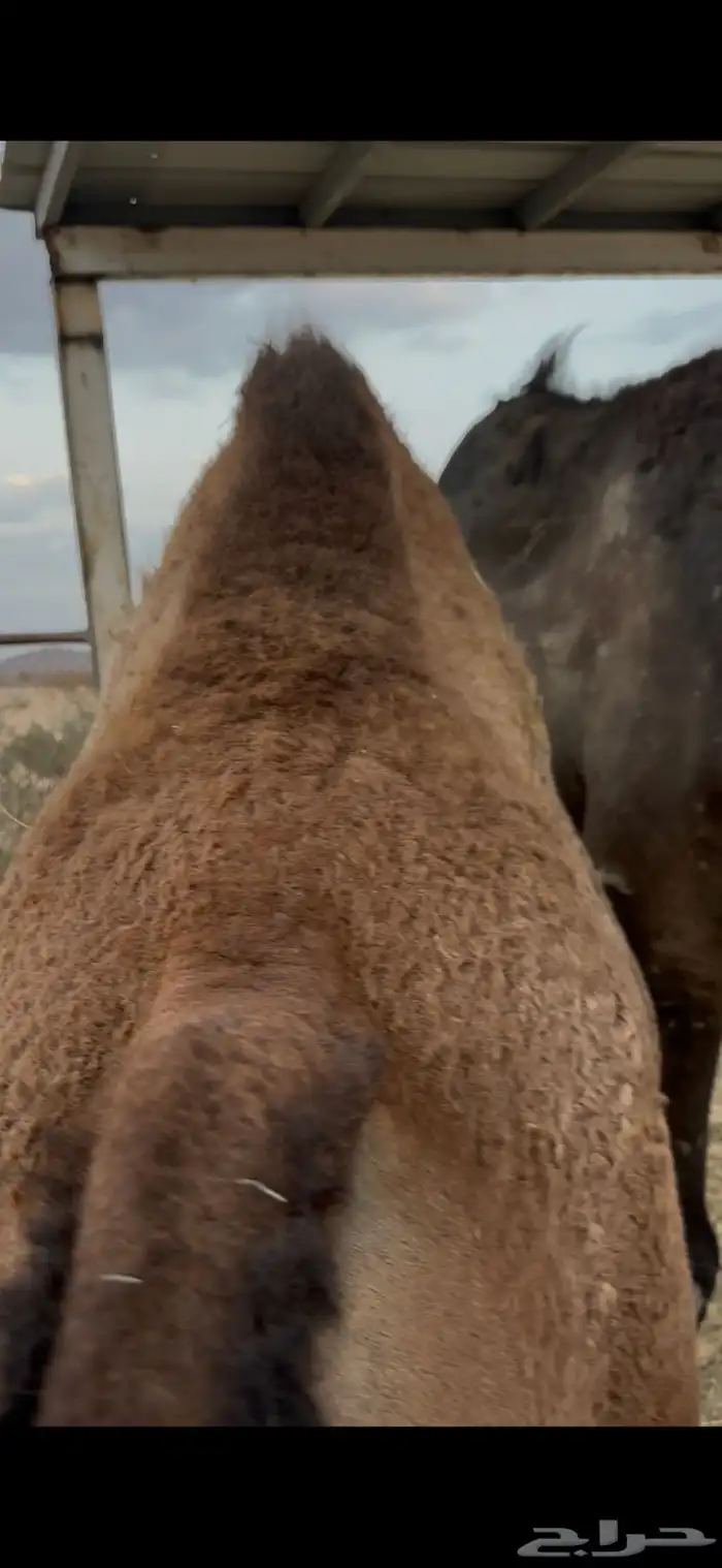 حاشي مغلق على حليب 2