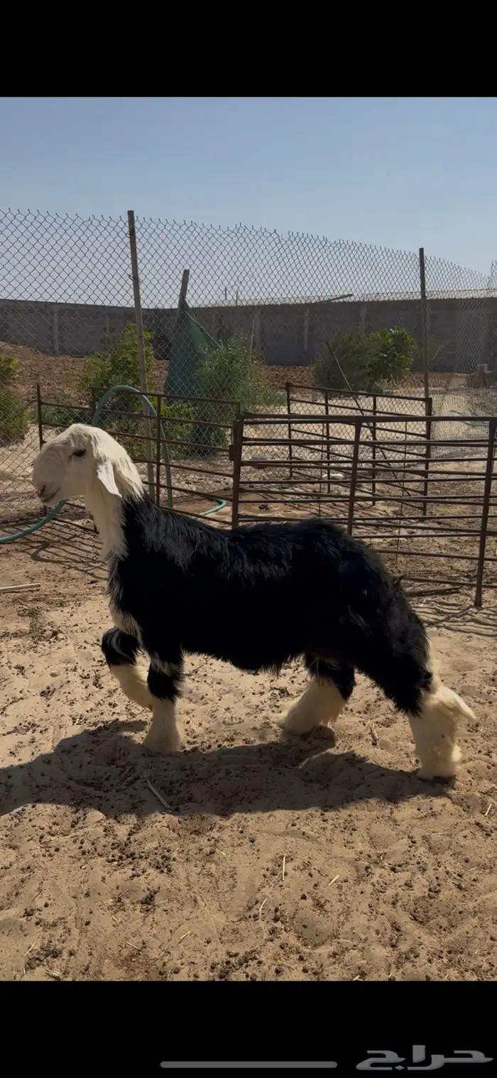 خروف نجدي فحل جذع 1