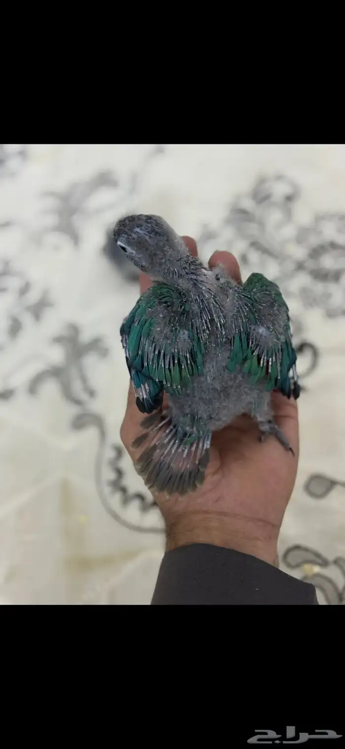 فرخ كنيور بلو شيك تم البيع الله يبارك الشاري 6