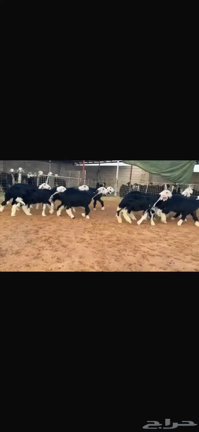 عرض بيع رخال جذعات 0