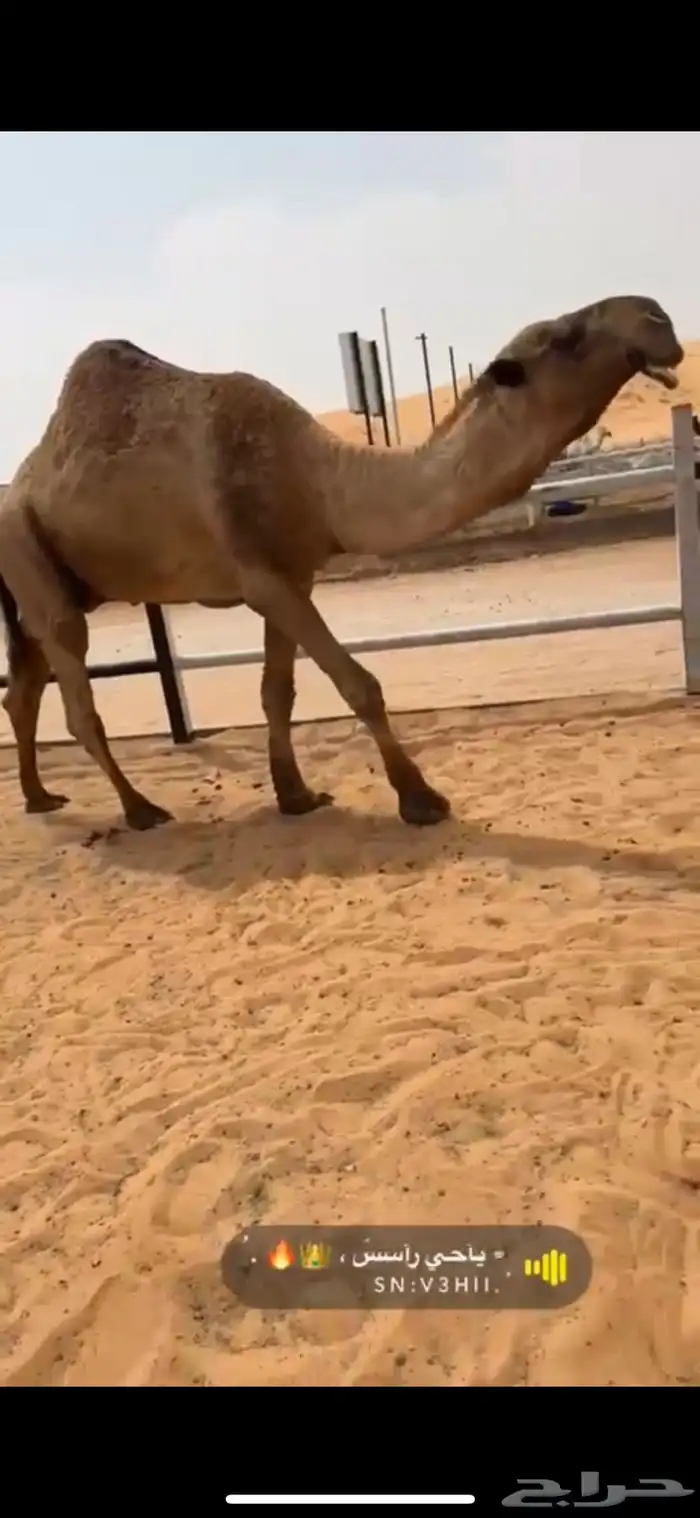 للبيع البعير الكفو العوني 5