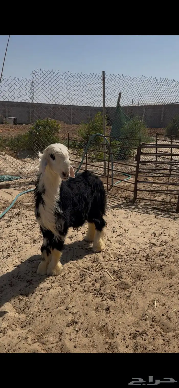 خروف نجدي فحل جذع 0