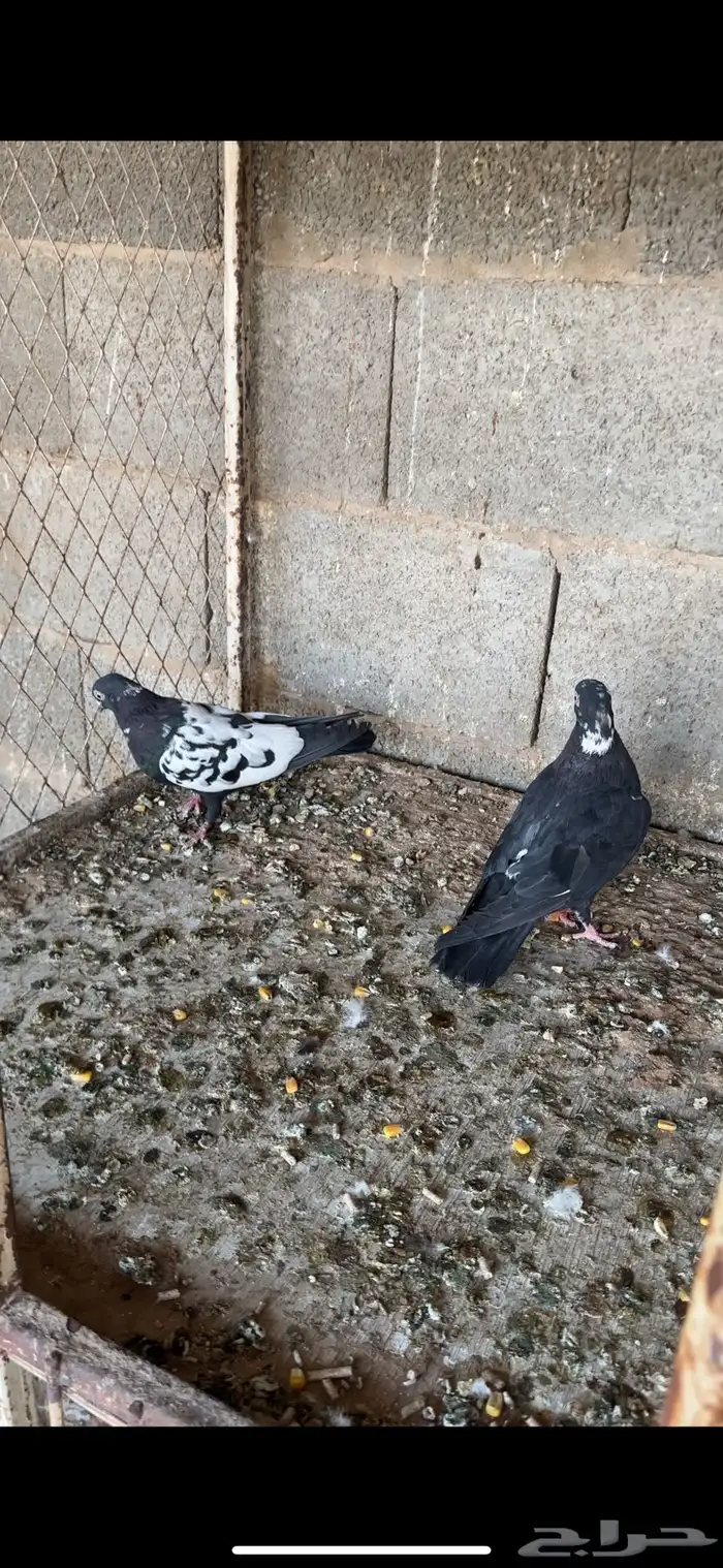 عشة حمام دجي 2