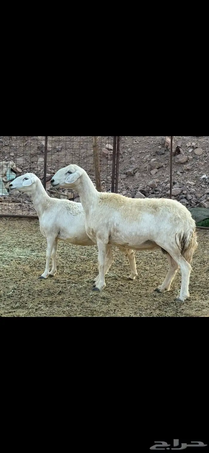 ضان حريات 3