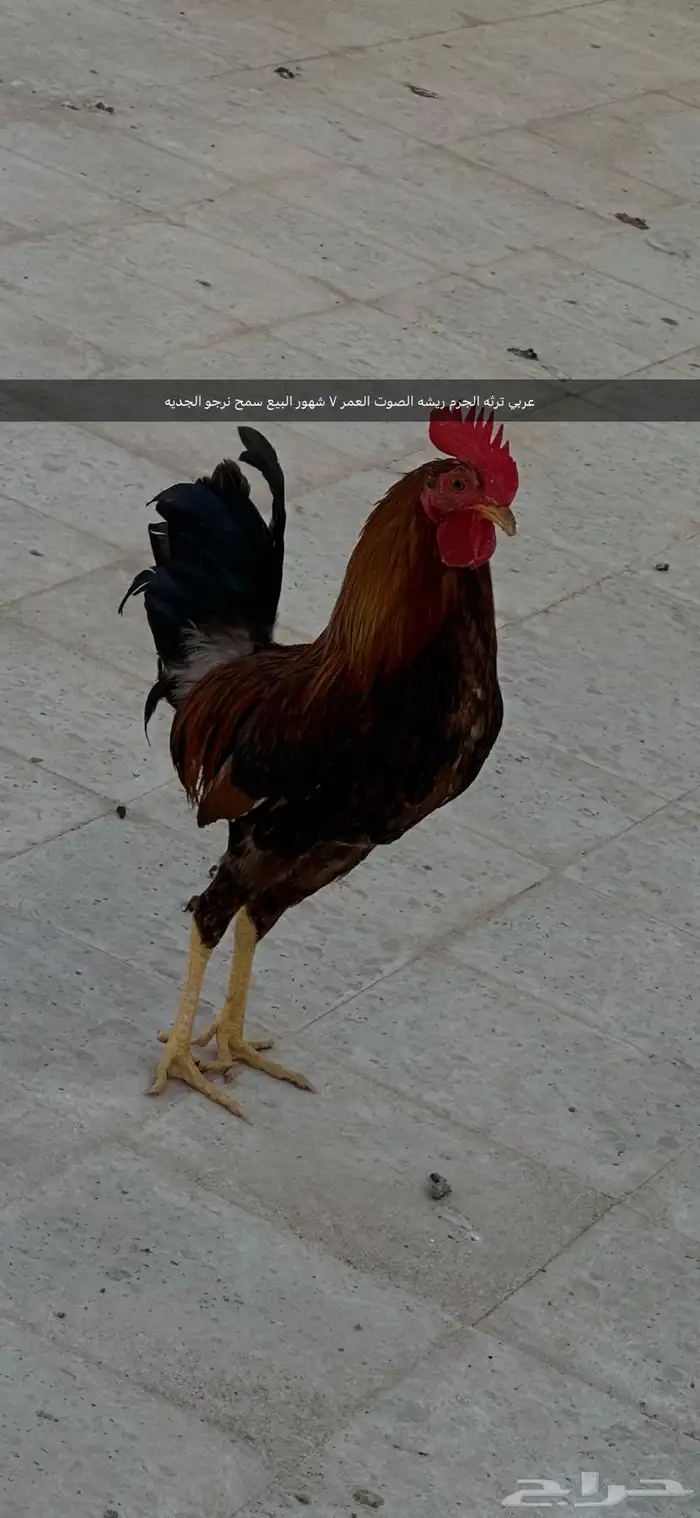 ااا 2
