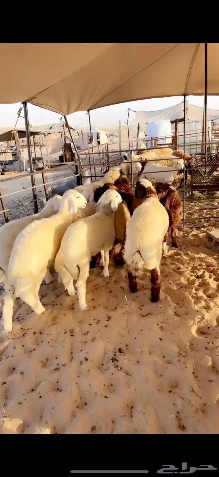 خرفان 2