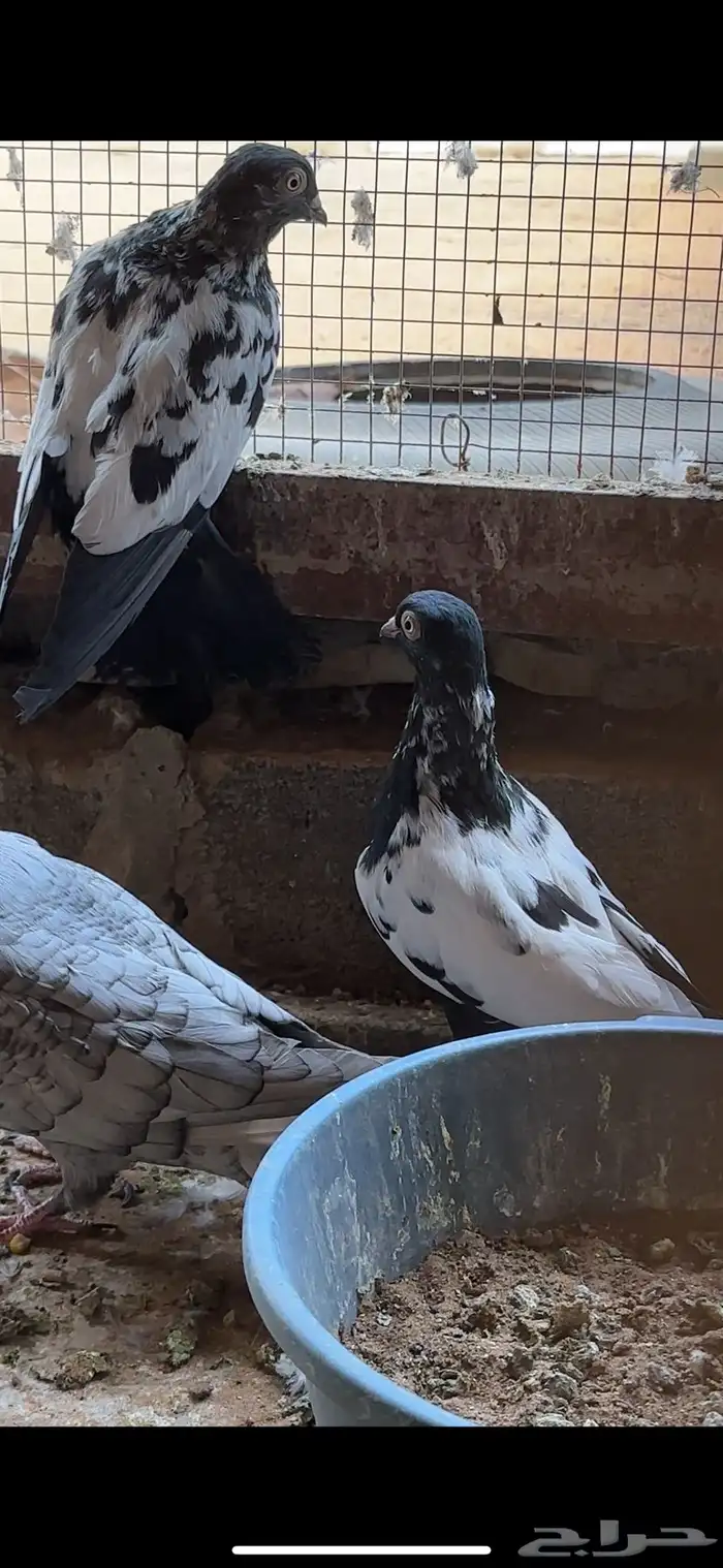 عشة حمام دجي 0