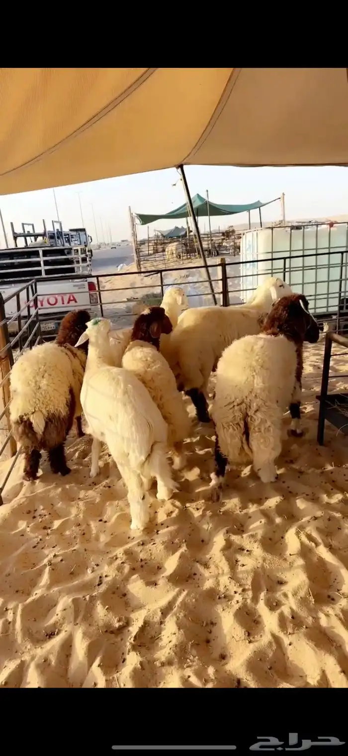 خرفان 4