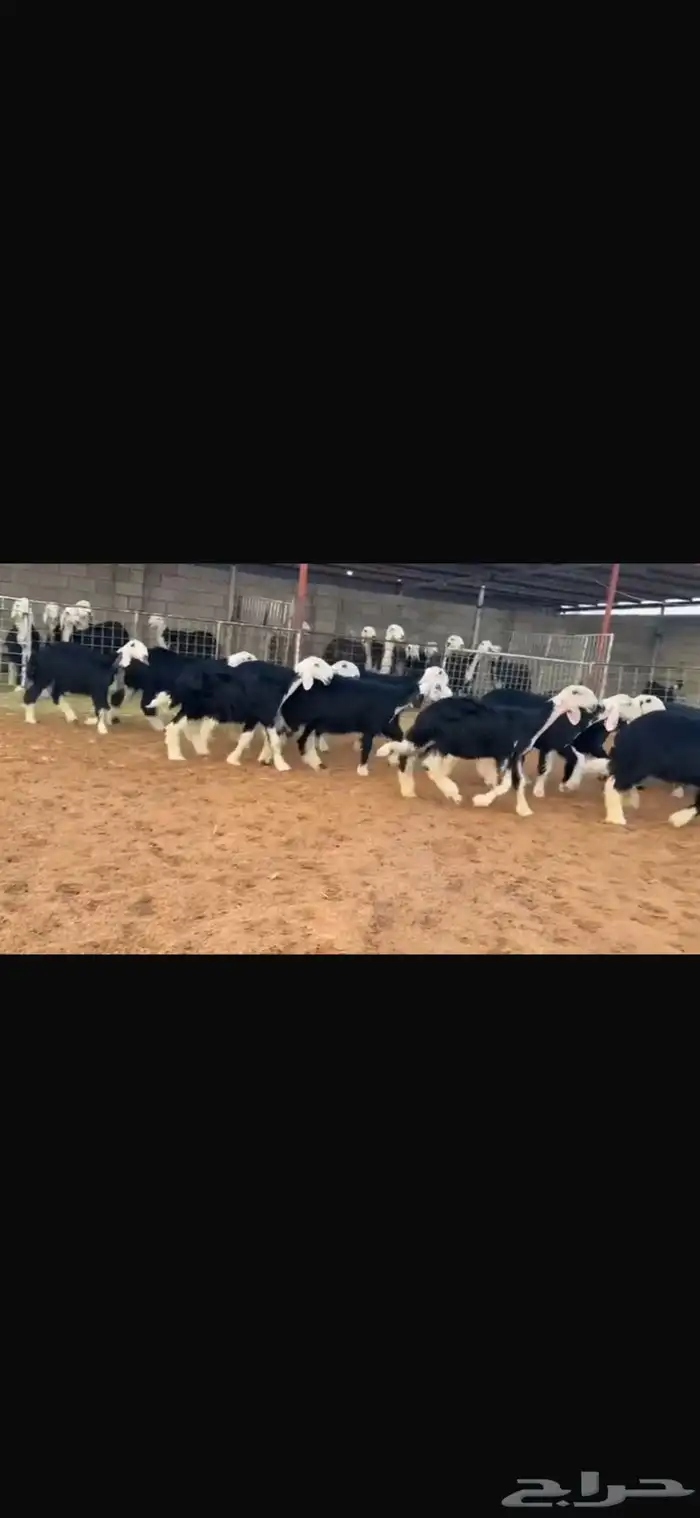 عرض بيع رخال جذعات 2