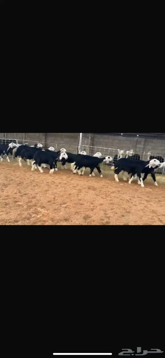 عرض بيع رخال جذعات 8