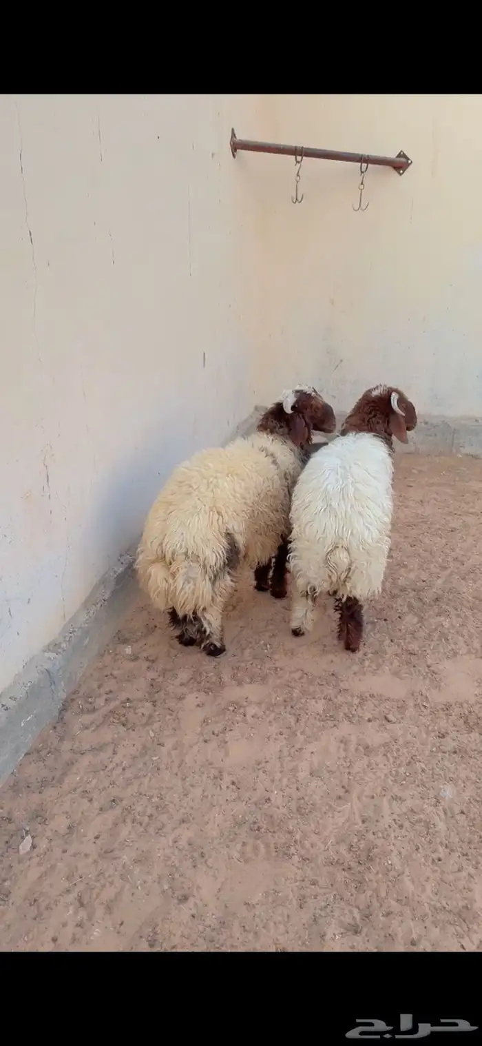 طليان نعيم الريآض حي الشفآء آي مكان نوصل فيه ذبح باقي آثنين 1